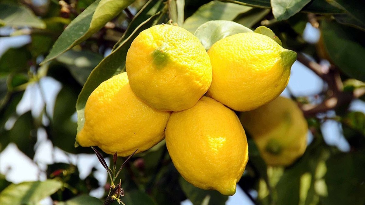 limon 6584