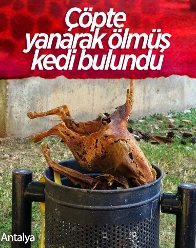 Antalya'da çöpte yanarak ölmüş kedi bulundu