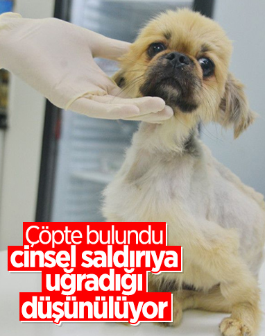 Adana'da çöpte bulunan köpeğe cinsel saldırı iddiası