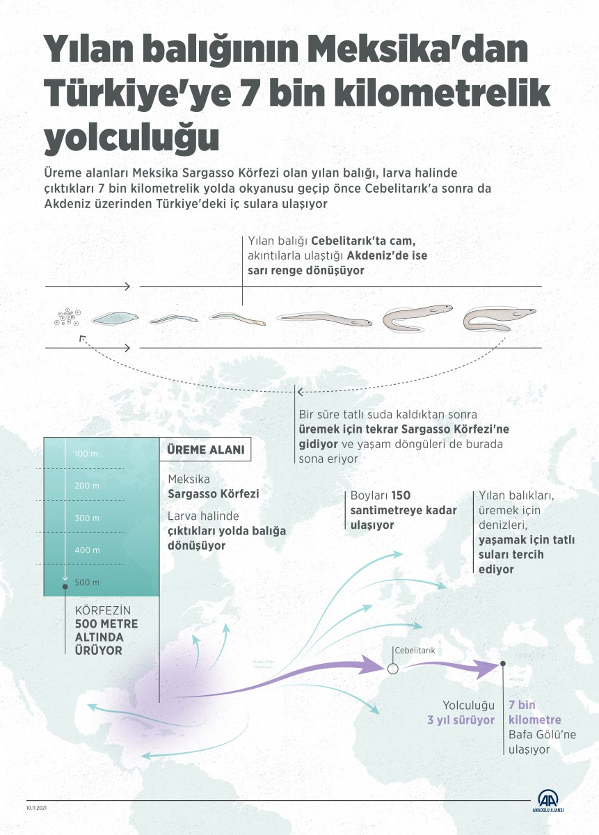 Yılan balığının Meksika dan Türkiye ye yolculuğu #7