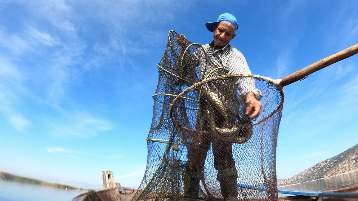 Yılan balığının Meksika dan Türkiye ye yolculuğu #5