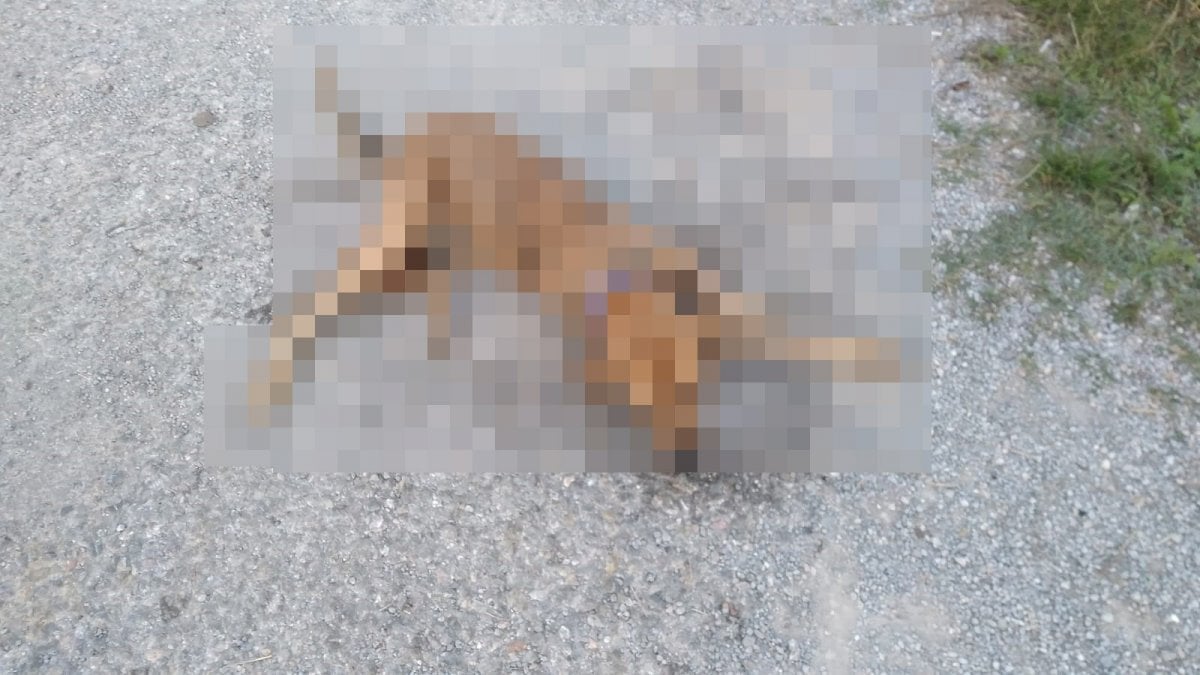 İzmir’de 31 sokak hayvanı zehirlenerek öldürüldü #2