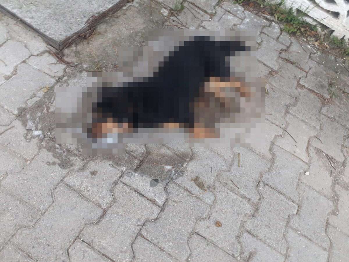 İzmir’de 31 sokak hayvanı zehirlenerek öldürüldü #1