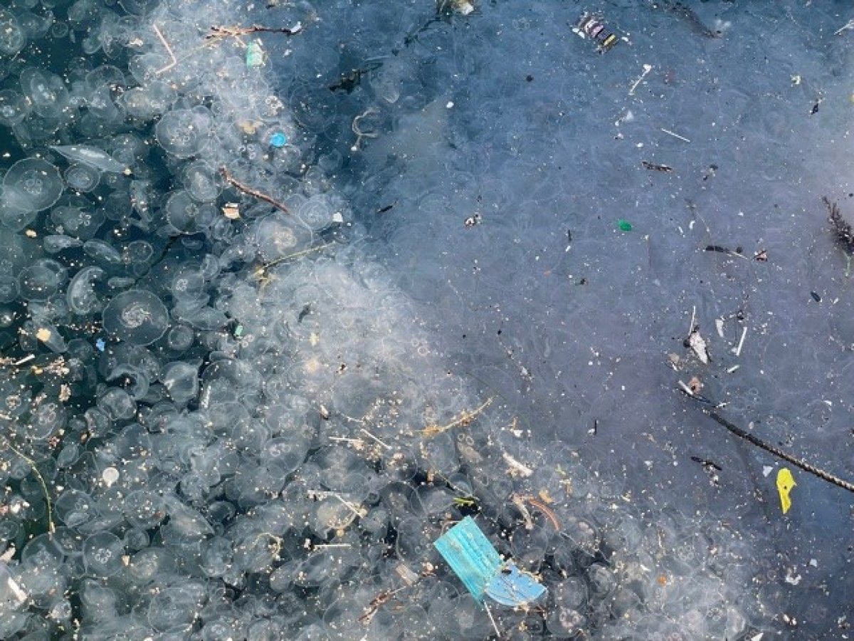 Arnavutköy sahili atıklar ve denizanalarıyla doldu #5
