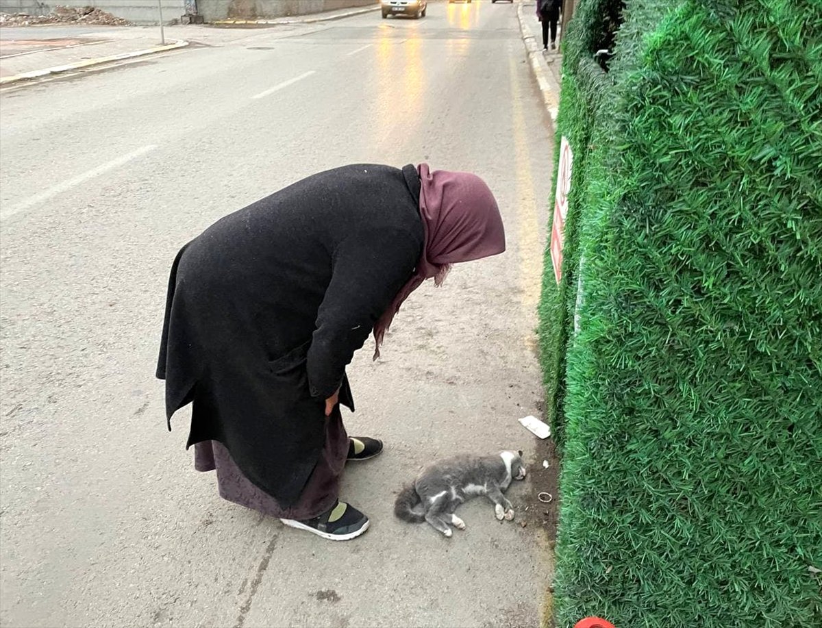 Aksaray da kedisinin öldüğünü gören kadın gözyaşı döktü #3