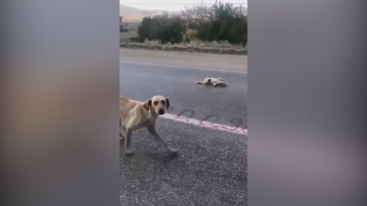 Yaralı köpeği veterinere götüren vatandaşın, iç ısıtan görüntüleri #2