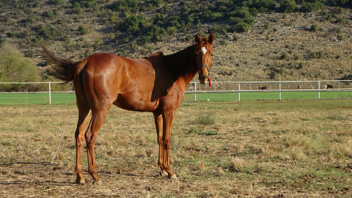 Adana da servet değerindeki atlar yoğun ilgi görüyor #3