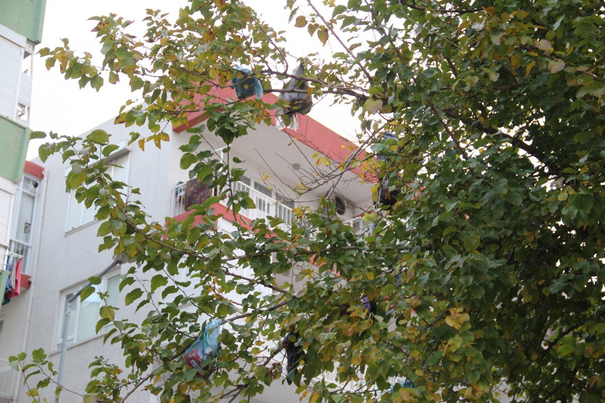 Antalya da konteynere atılan çöpler ağaçta asılı kaldı #4