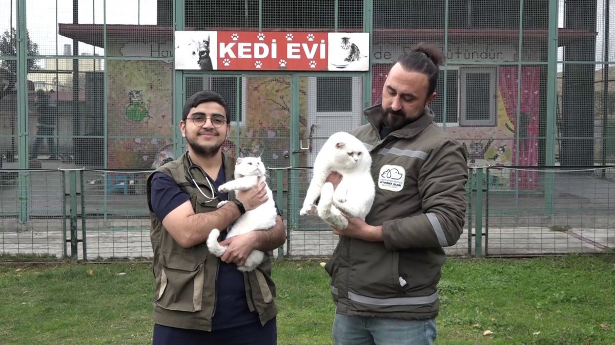 İstanbul’da boşanan çift kedileri paylaşamadı, barınağa bıraktı #3