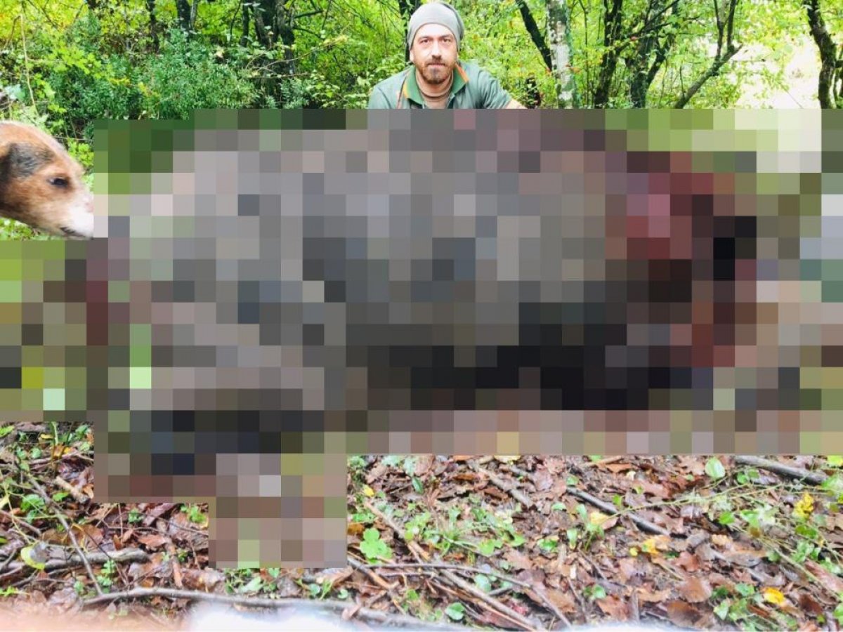 Zonguldak ta avcılar 400 kiloluk domuzu etkisiz hale getirdi #1