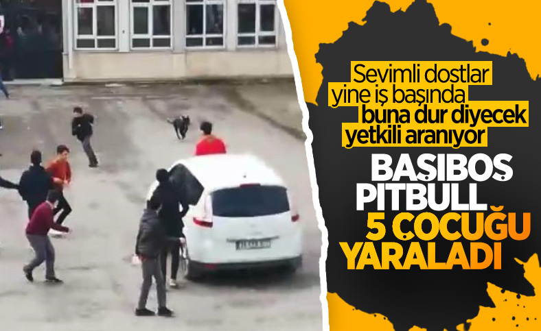 Kocaeli'de pitbull cinsi köpek 5 öğrenciyi yaraladı