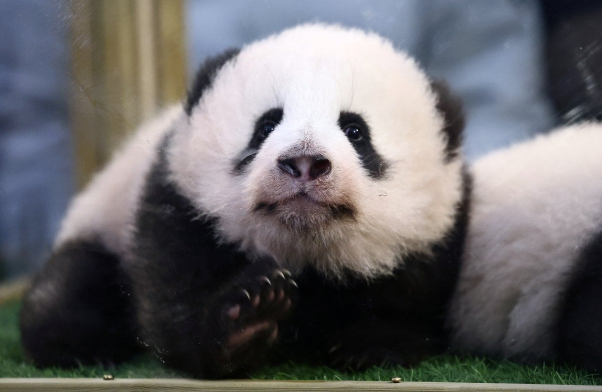 Çin de 102 bin yıllık dev panda fosili bulundu #2
