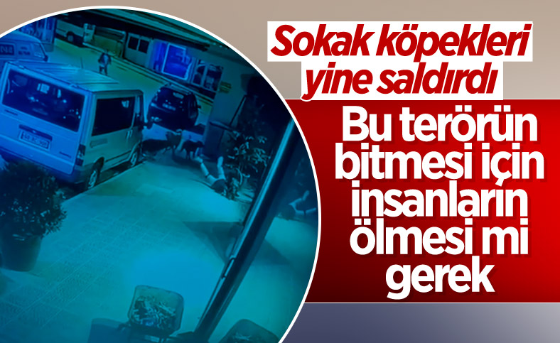 Tokat’ta sokak köpekleri, kız çocuğunu kovaladı
