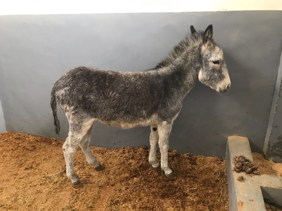 Elazığ da saldırıya uğrayan sıpa hastanenin maskotu oldu #3