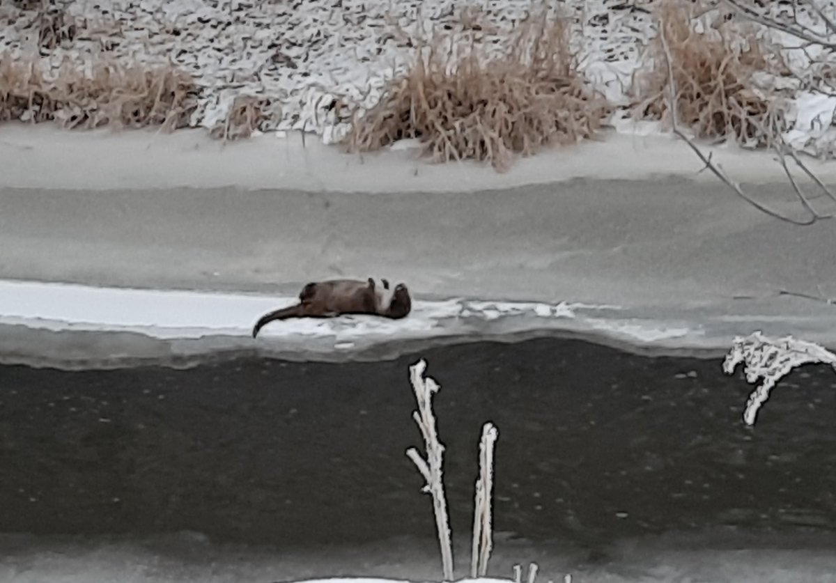 Kars taki su samurunun renkli görüntüleri #2
