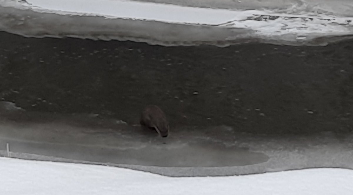 Kars taki su samurunun renkli görüntüleri #1