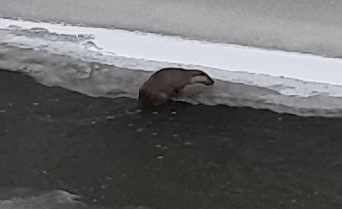 Kars taki su samurunun renkli görüntüleri #3