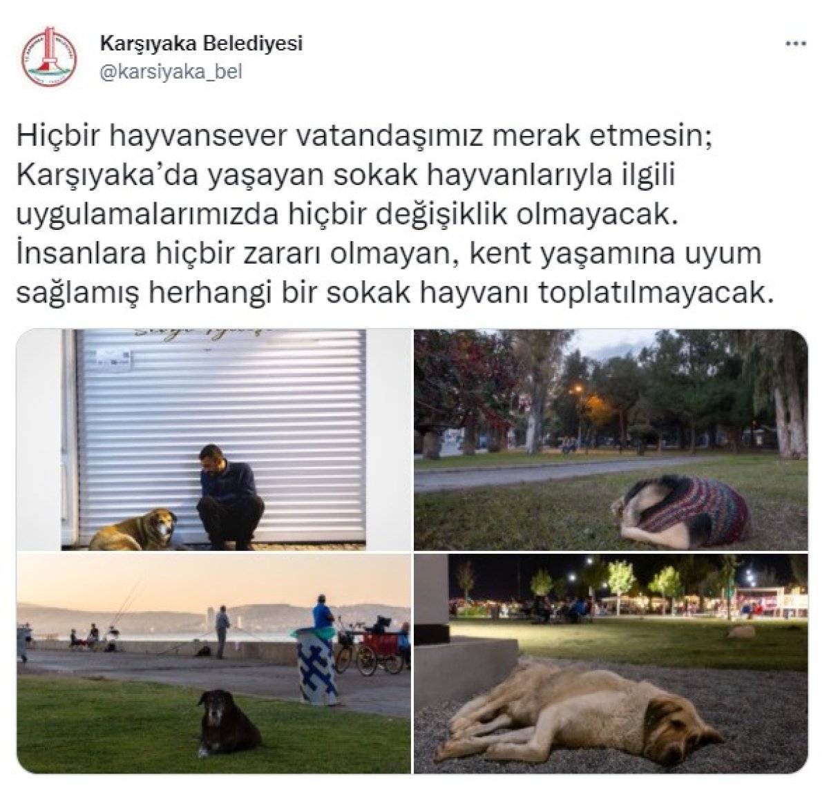 CHP li belediyeler sokak köpeklerinin toplanmasına karşı çıktı #5