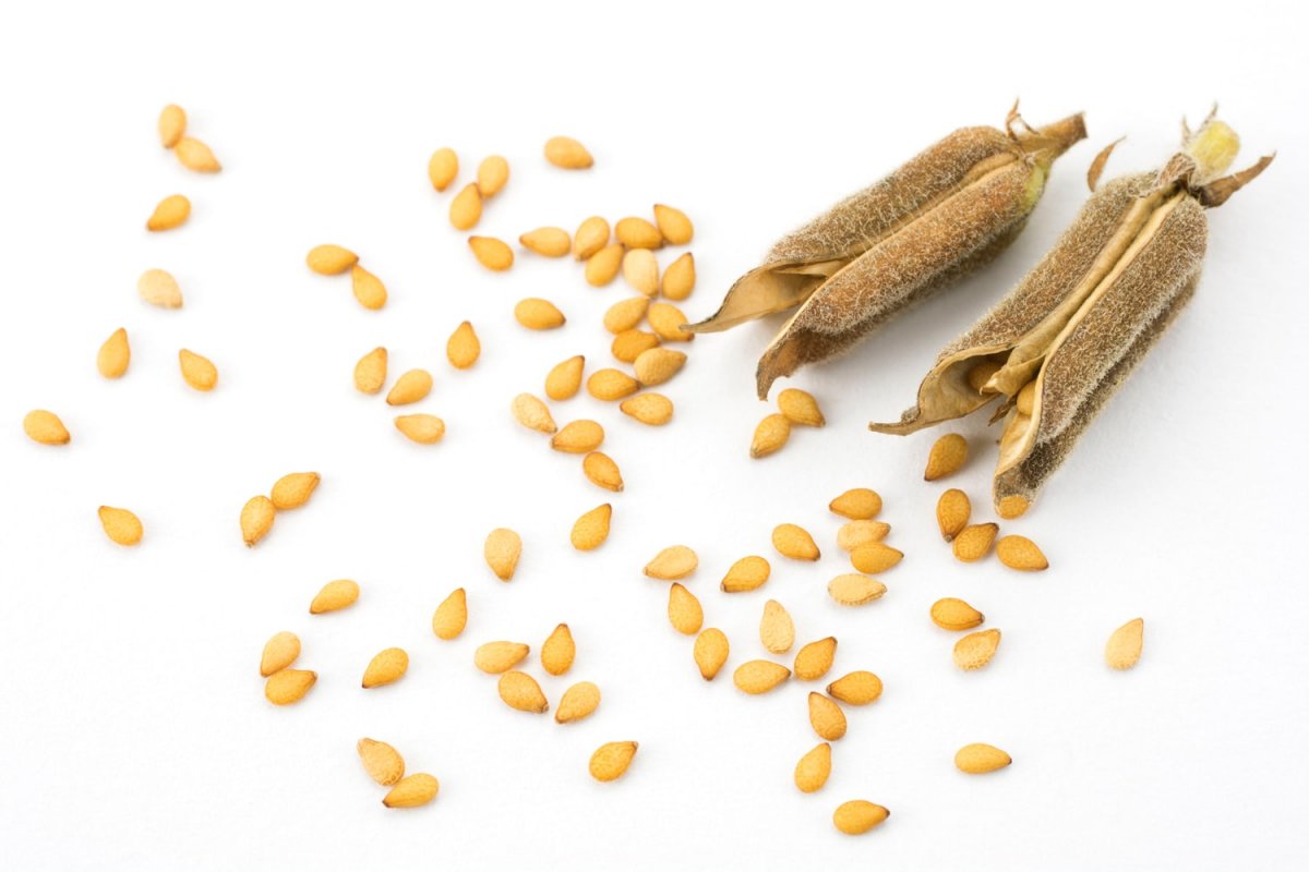 Polikistik over sendromuna iyi gelen 5 tohum #5