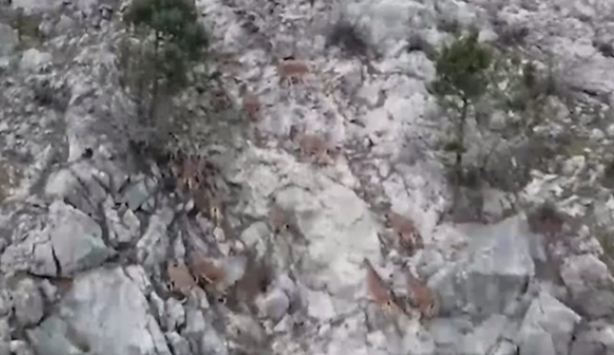 Adana da dağ keçileri sarp yamaçlarında kayıt edildi #1