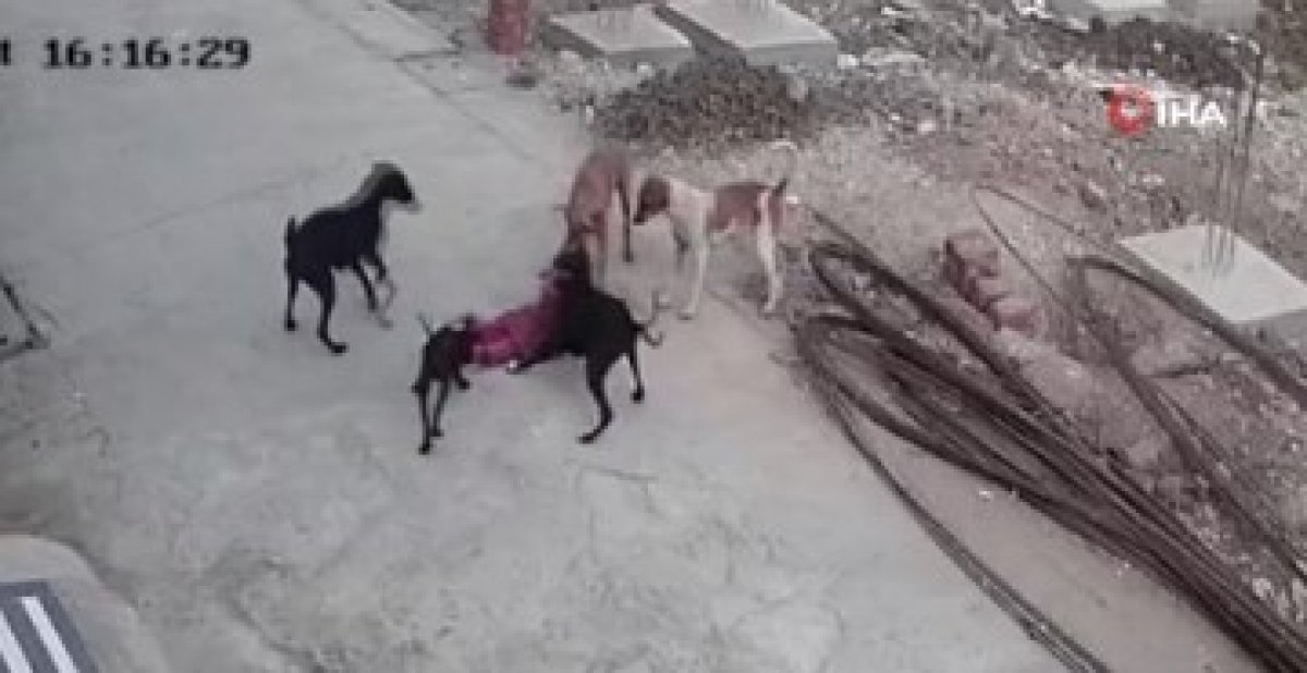 Hindistan da 4 yaşındaki çocuğa sokak köpekleri saldırdı #1