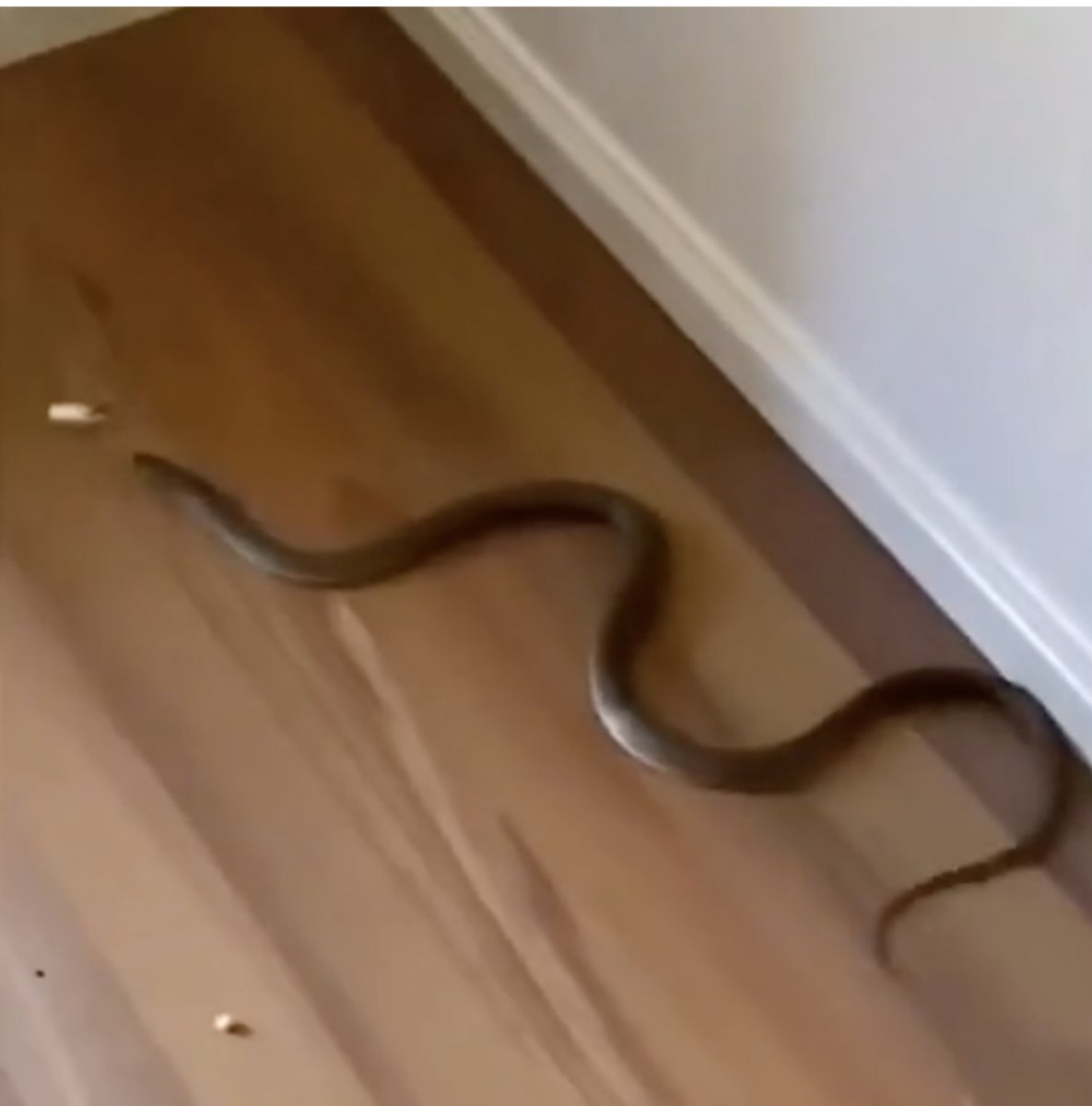 Avusturalyalı çocuk, evinde dünyanın en zehirli ikinci yılanını buldu #1