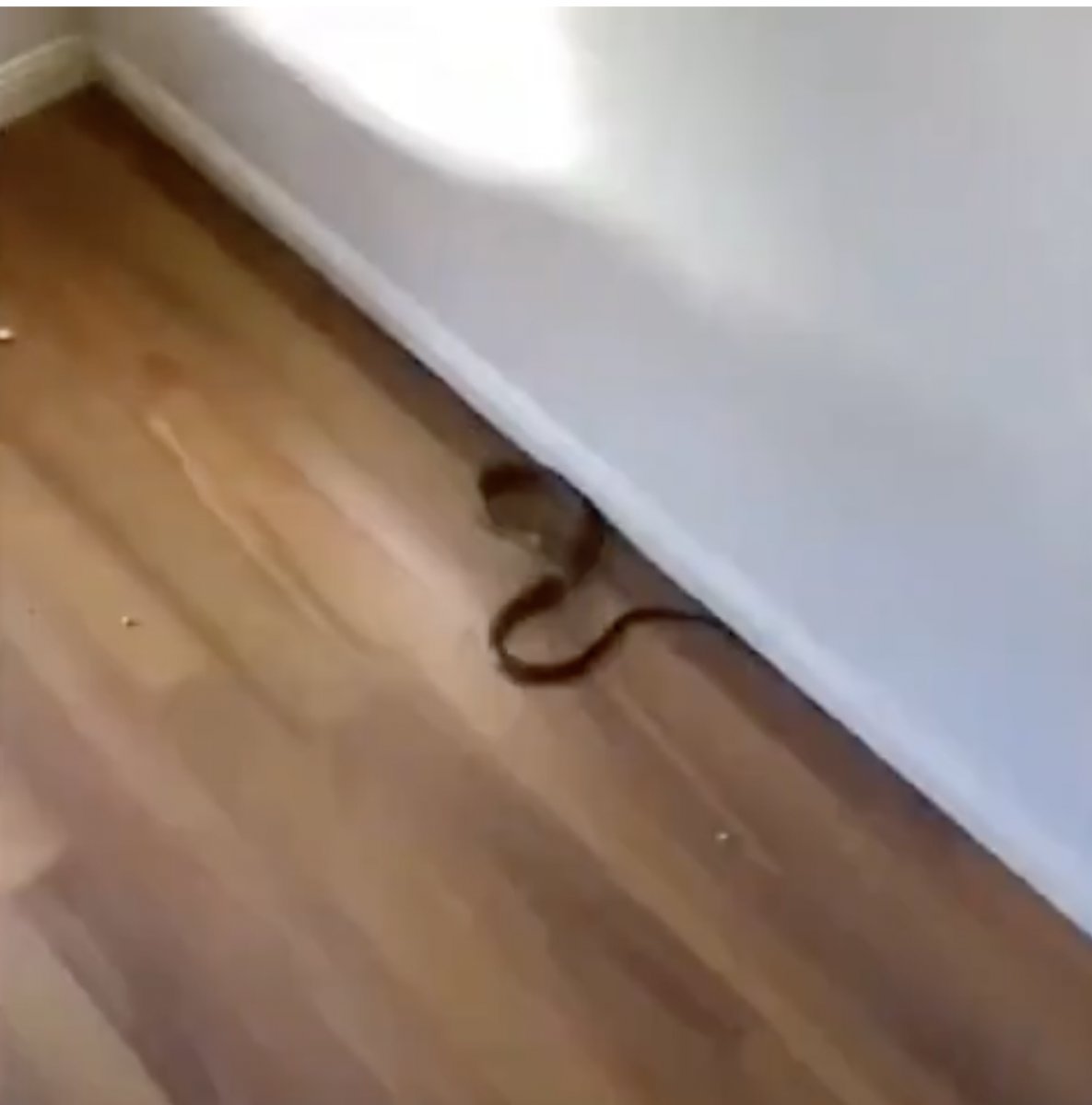 Avusturalyalı çocuk, evinde dünyanın en zehirli ikinci yılanını buldu #3