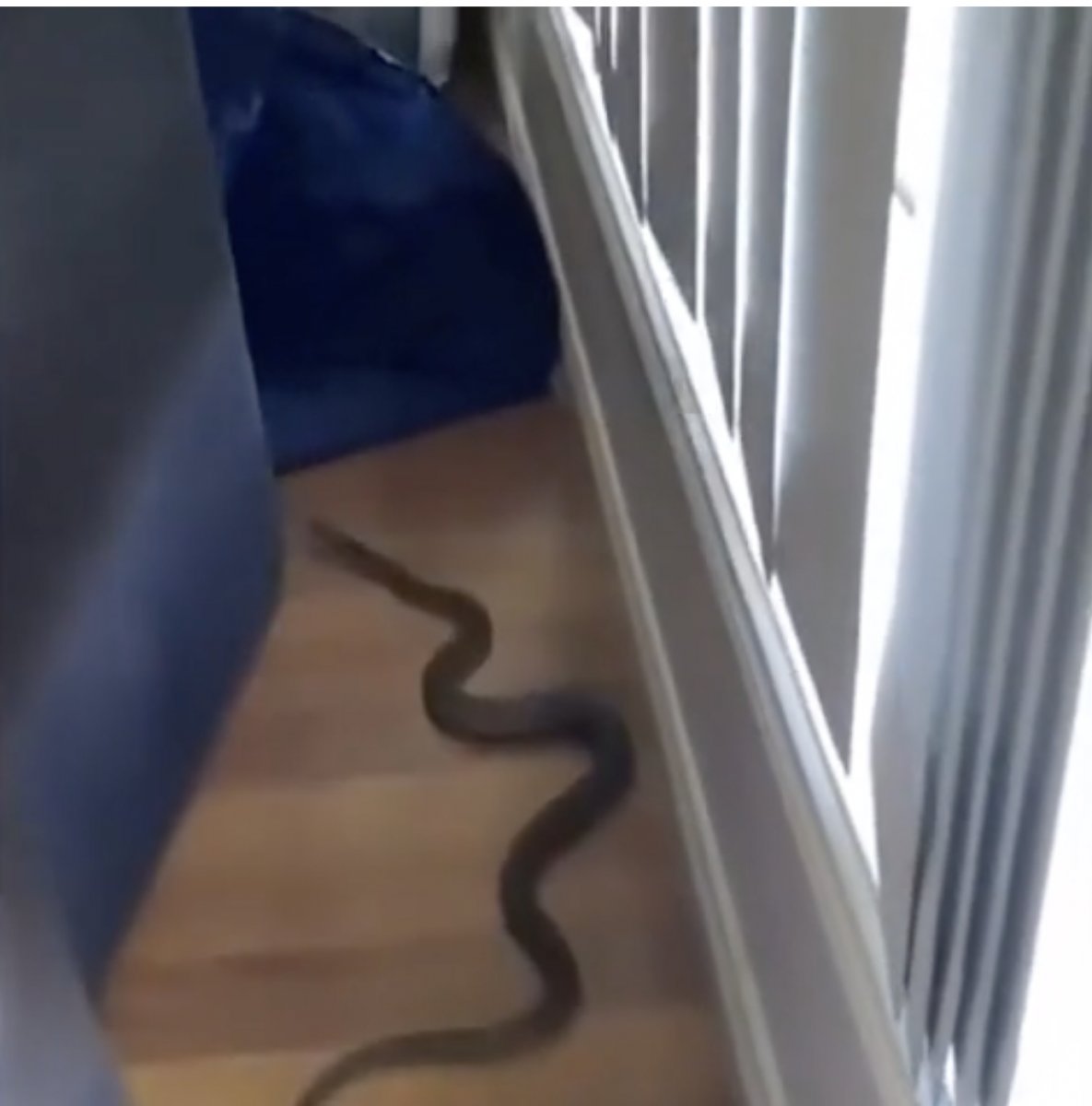 Avusturalyalı çocuk, evinde dünyanın en zehirli ikinci yılanını buldu #2
