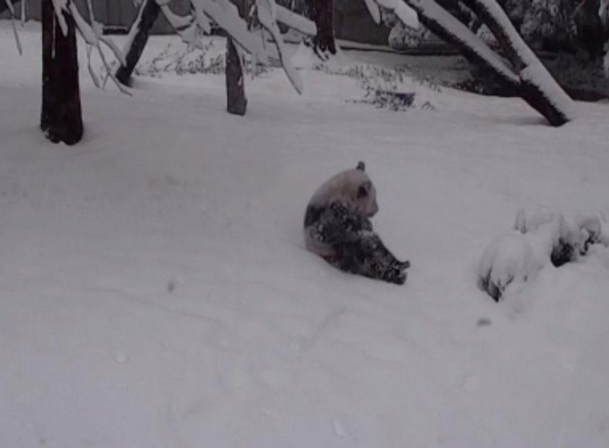 ABD de karla tanışan panda doyasıya eğlendi #1