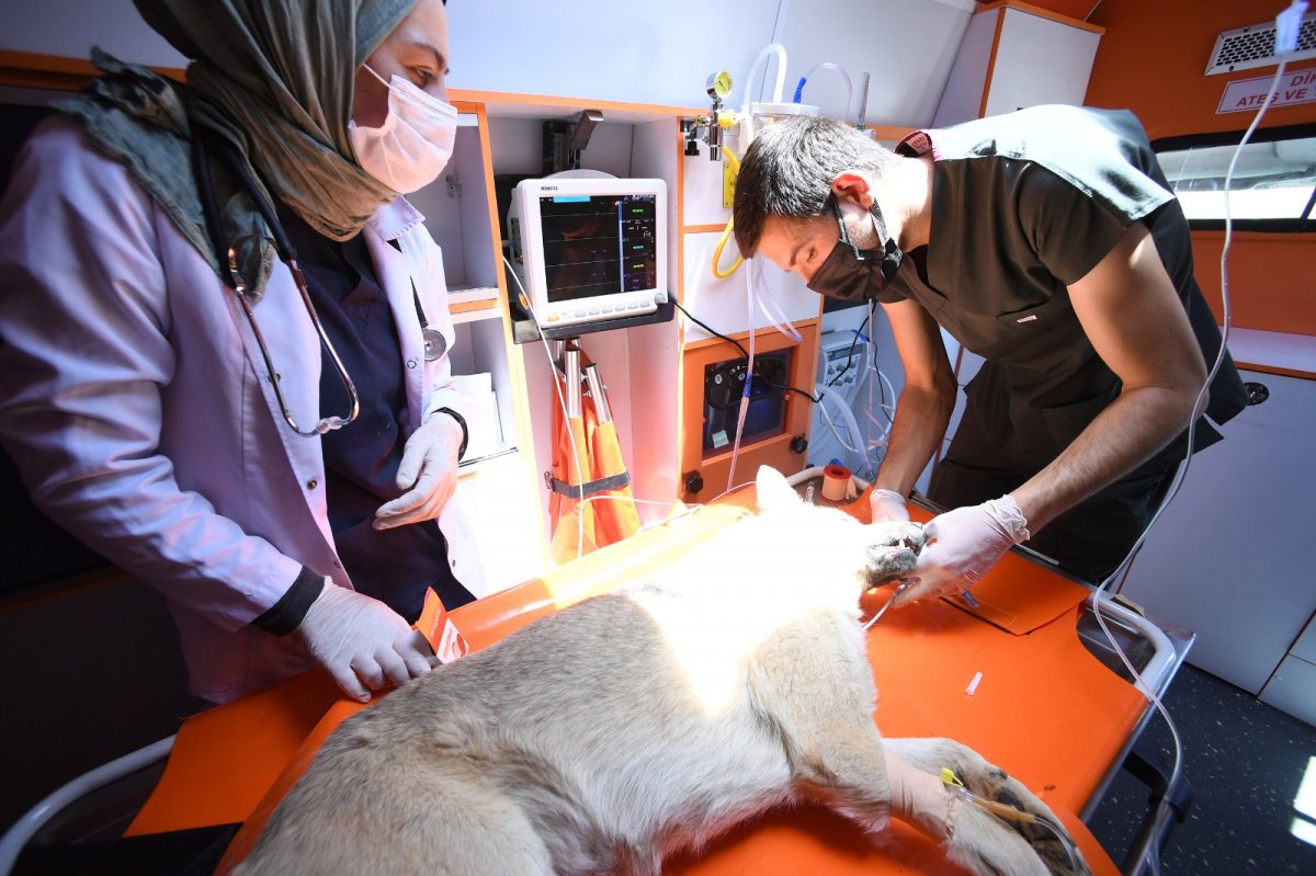 Konveyaki 100 bin metrekarelik barınakta sahipsiz hayvanların yaraları sarılıyor #4