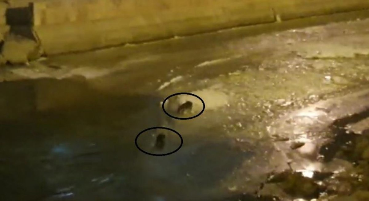 Bayburt ta nesli tükenmekte olan su samurları görüldü  #1