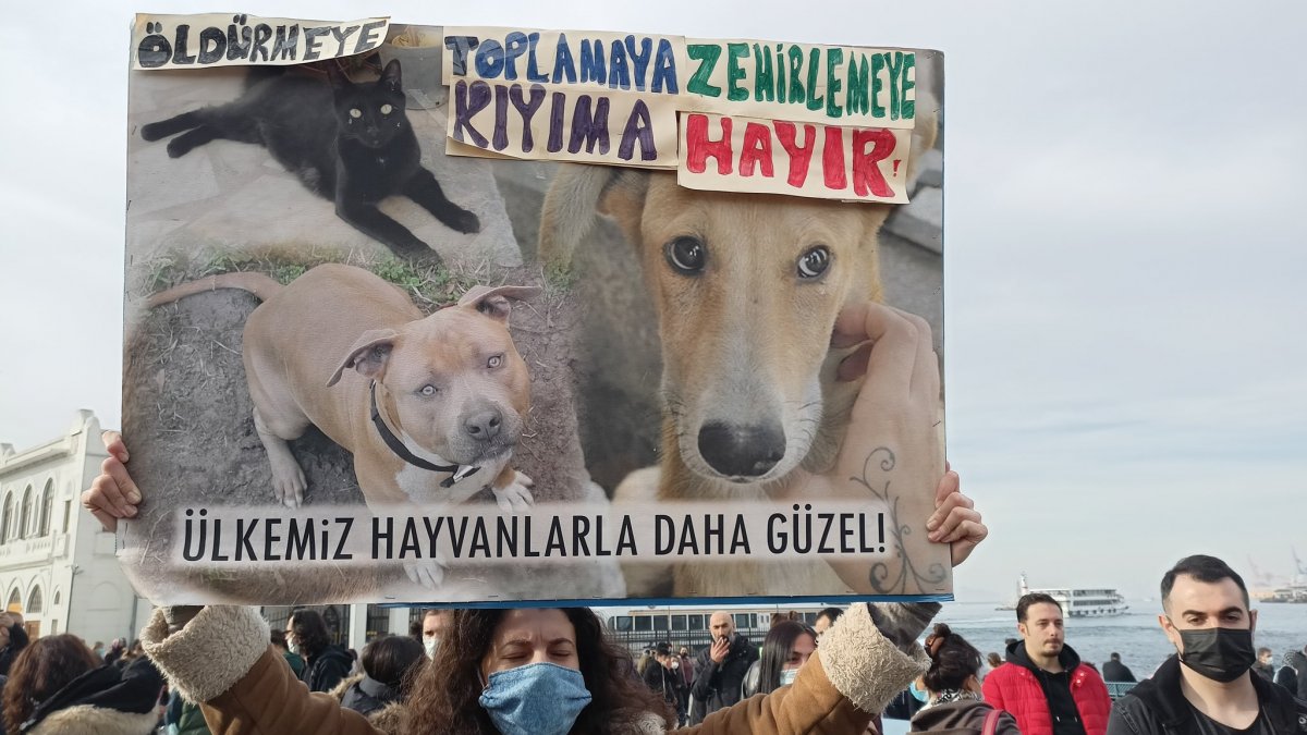 İstanbul da sokak köpekleri için eylem yaptılar #3