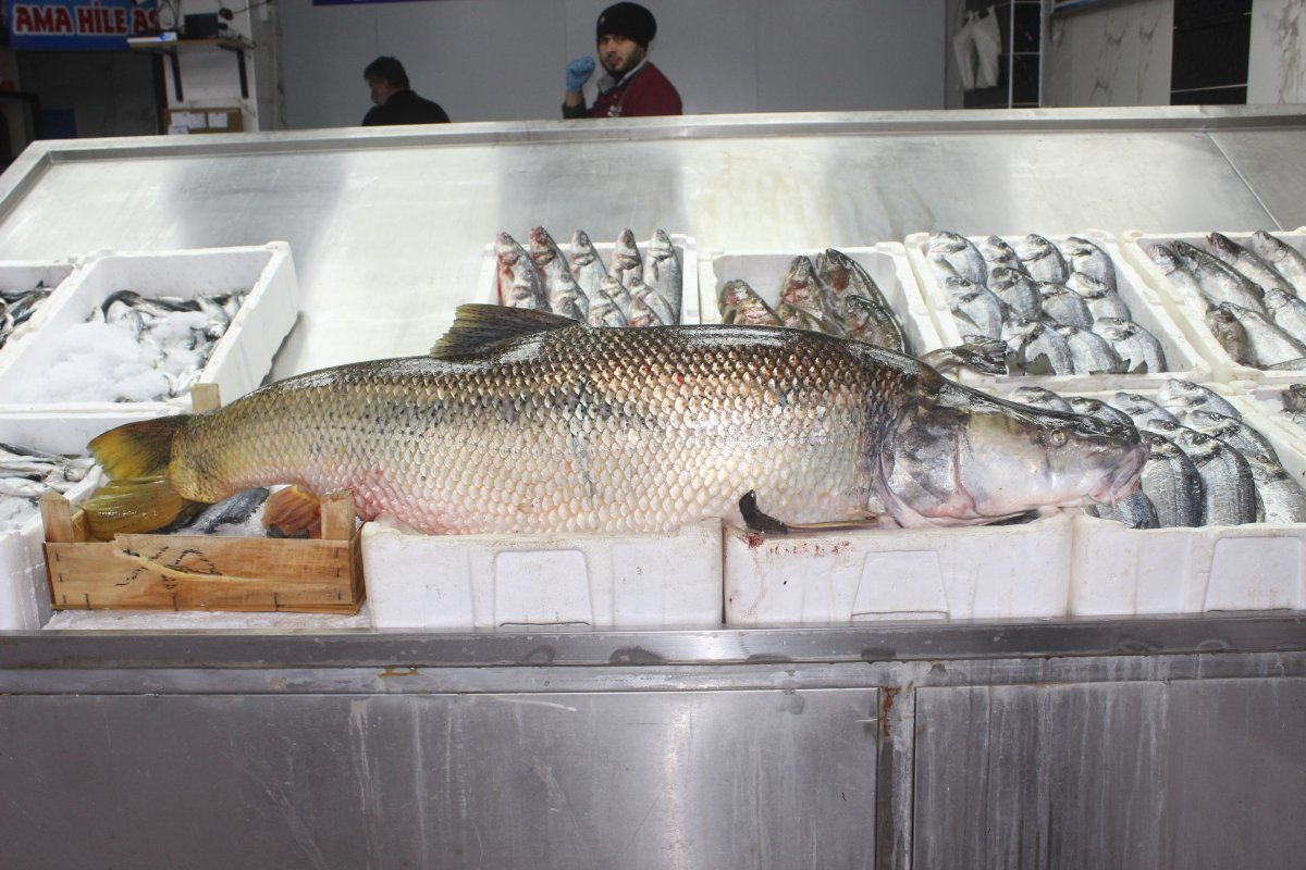Adıyaman’da dev turna balığı