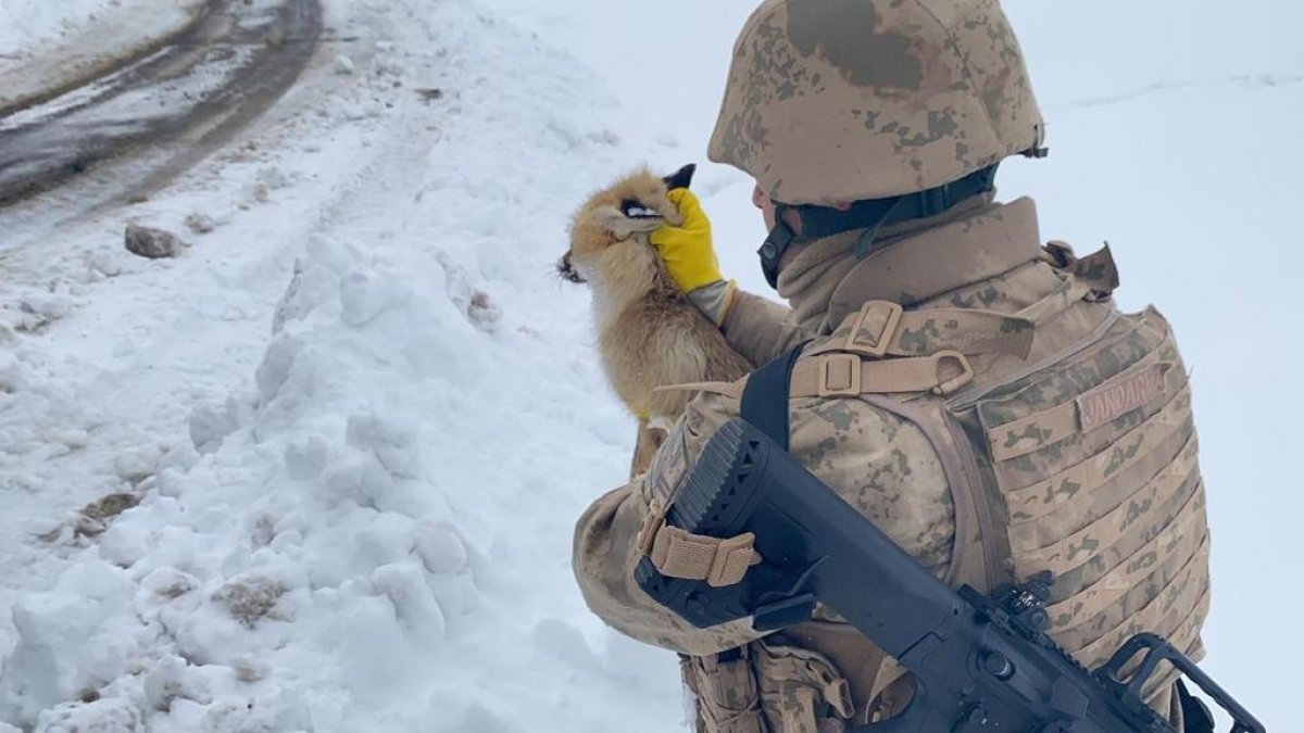 Bitlis te jandarmadan donmak üzere olan tilkiye şefkat eli #1