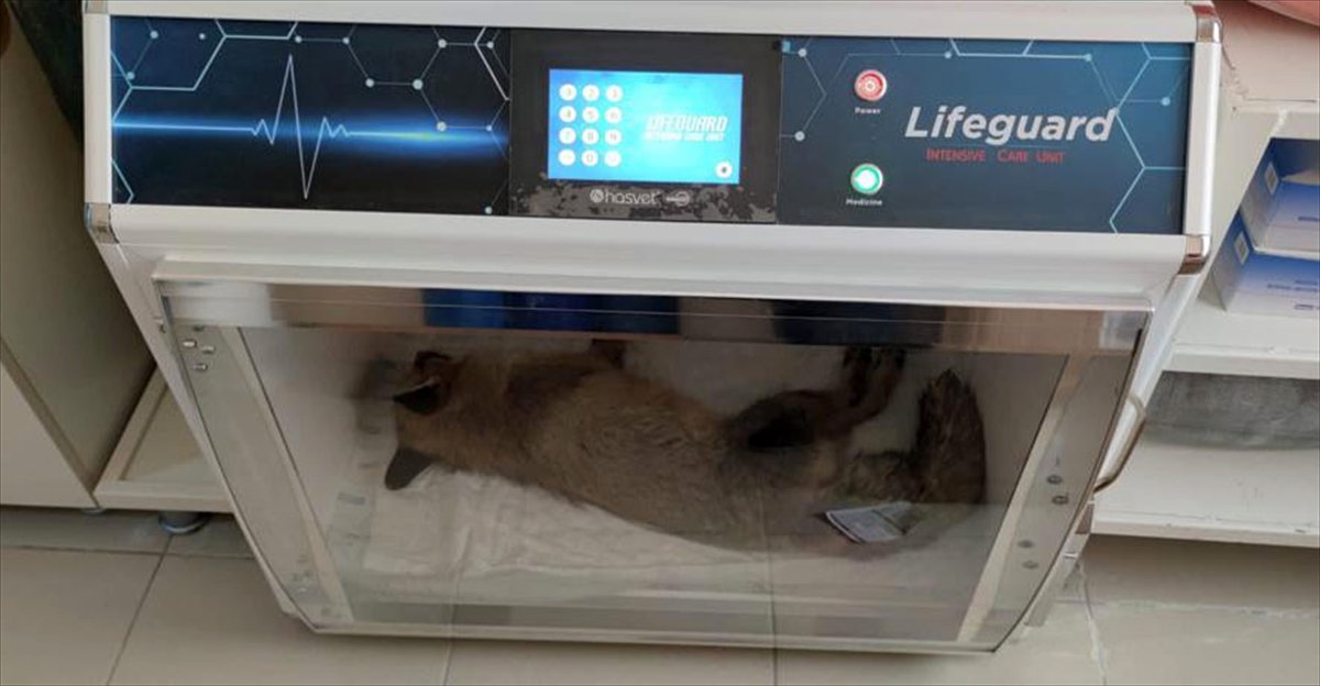 Bitlis te jandarmadan donmak üzere olan tilkiye şefkat eli #3