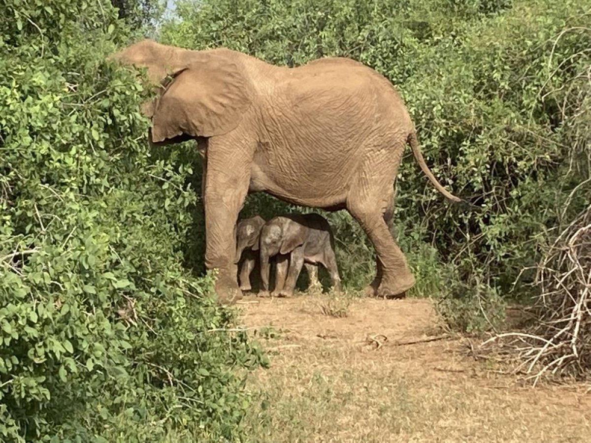 Kenya da fil ikiz doğurdu #2