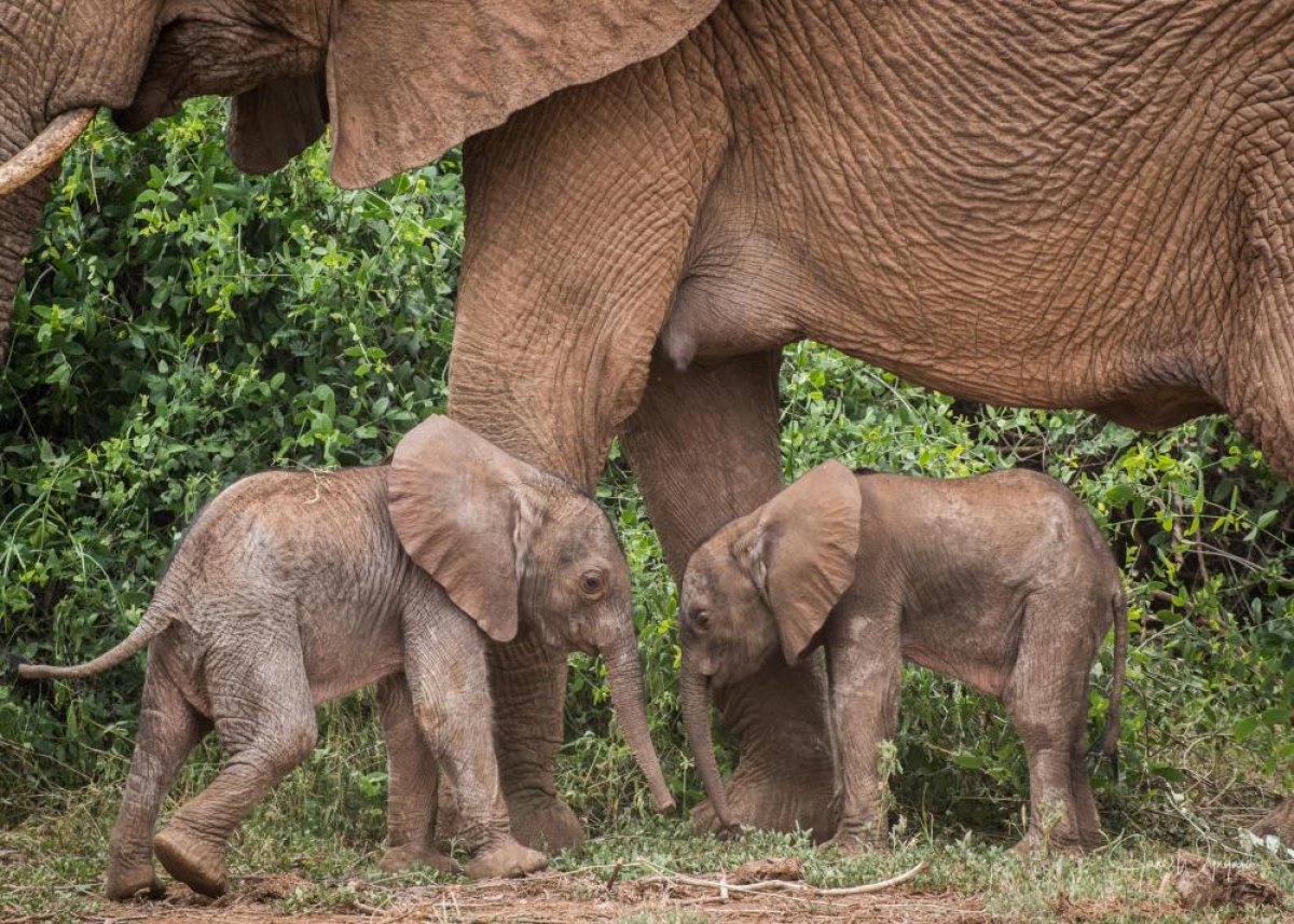 Kenya da fil ikiz doğurdu #1