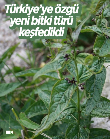 Türkiye'de yeni bir bitki türü bulundu