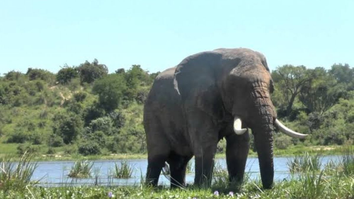 Uganda'da fil turisti ezerek öldürdü