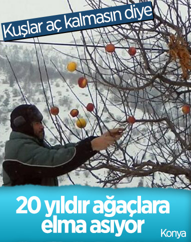Konya'daki 'Yalnız Dağcı', her kış mevsiminde ağaçlara elma asıp, kuşları besliyor