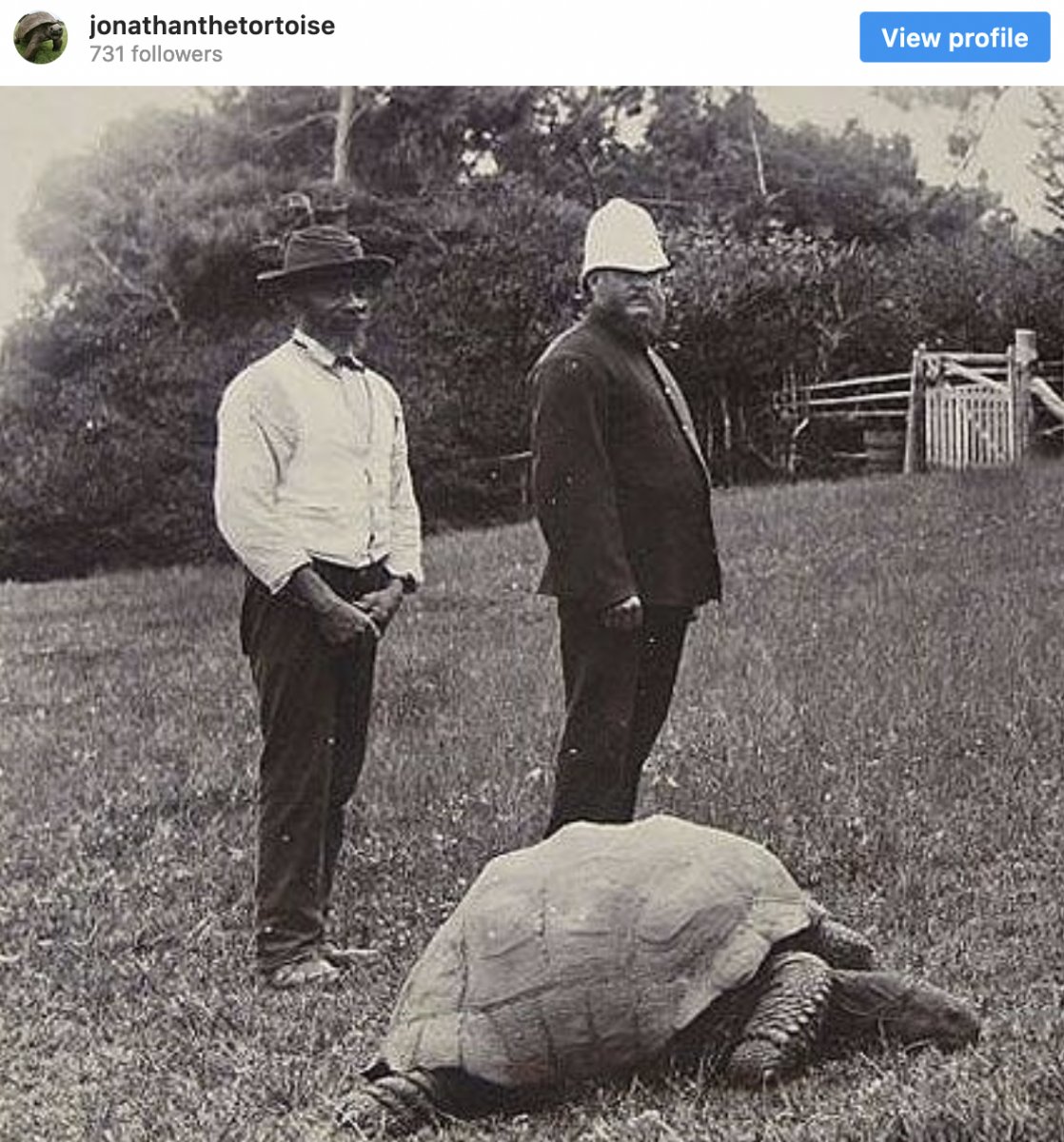 Dünyanın en yaşlı kaplumbağası: Jonathan #2
