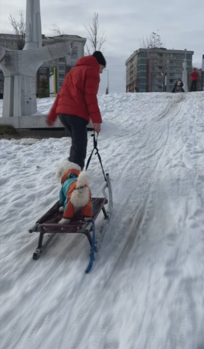 Beylikdüzü nde köpeğin karda kayak keyfi #3
