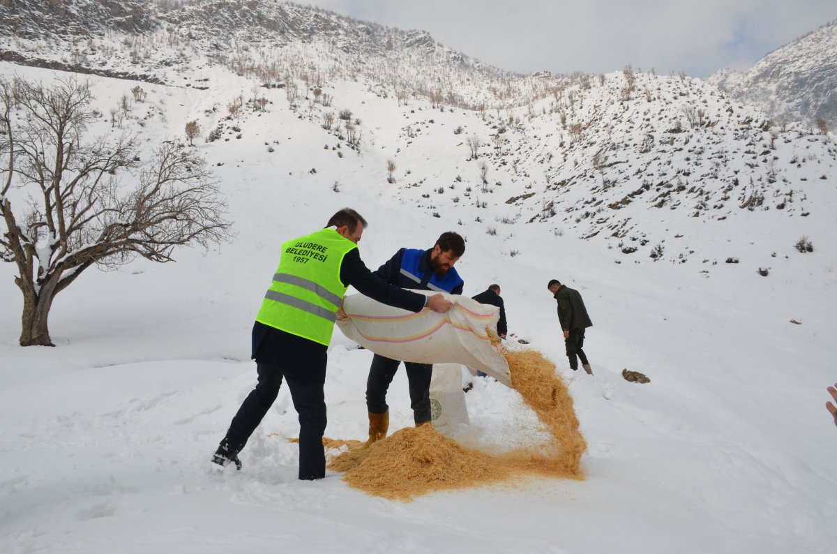 Tanin Dağlarına kepçelerle ulaşılıp yem bırakıldı #1