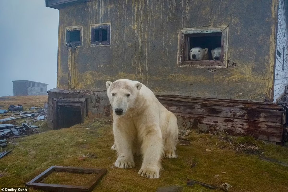 Rusya da ayılar, terk edilen meteoroloji istasyonunu mesken edindi #1