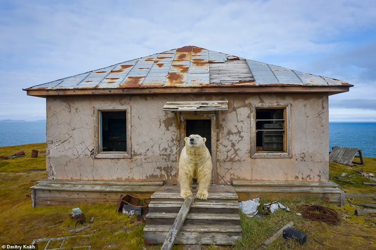 Rusya da ayılar, terk edilen meteoroloji istasyonunu mesken edindi #3