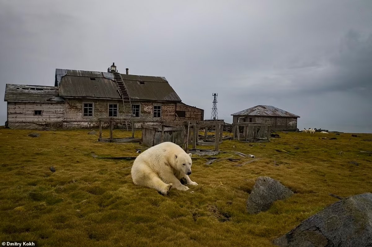 Rusya da ayılar, terk edilen meteoroloji istasyonunu mesken edindi #7