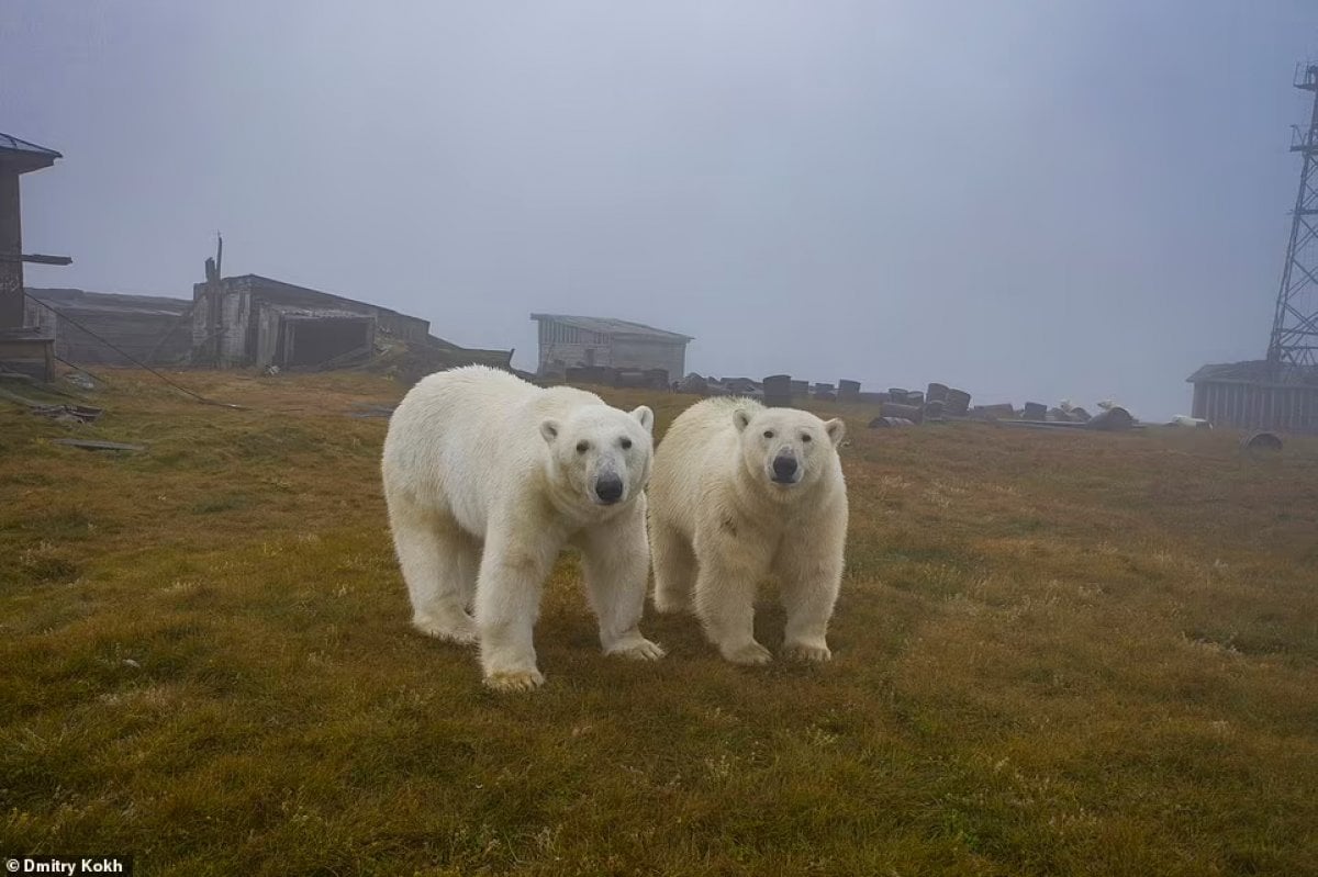 Rusya da ayılar, terk edilen meteoroloji istasyonunu mesken edindi #6