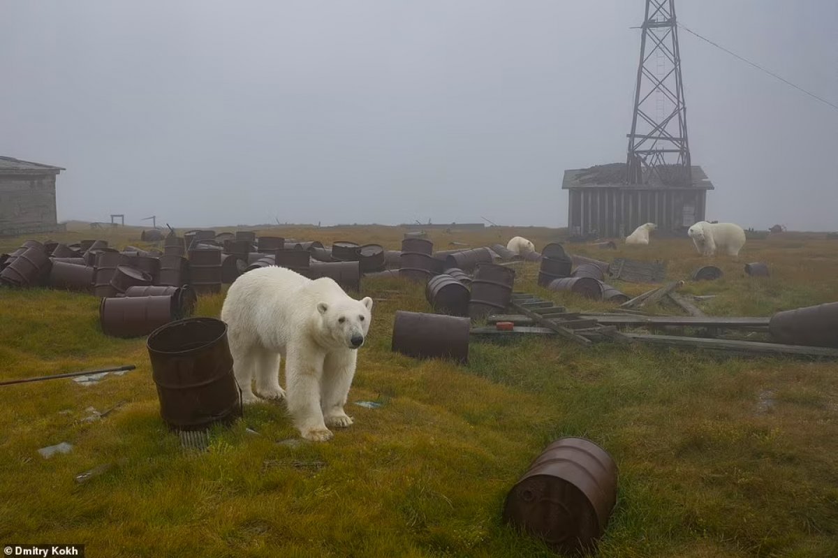 Rusya da ayılar, terk edilen meteoroloji istasyonunu mesken edindi #5