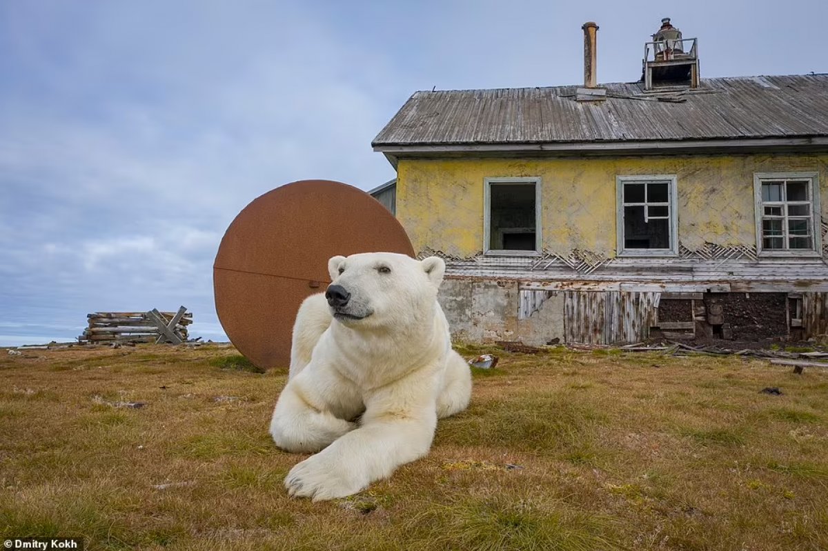 Rusya da ayılar, terk edilen meteoroloji istasyonunu mesken edindi #4