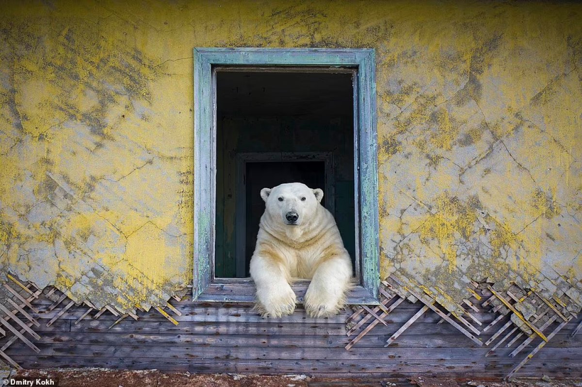Rusya da ayılar, terk edilen meteoroloji istasyonunu mesken edindi #2